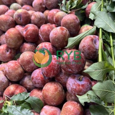 Plum