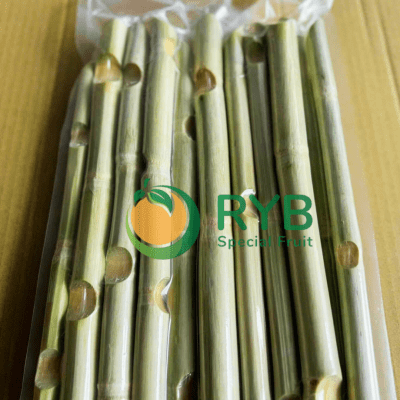 Sugar Cane